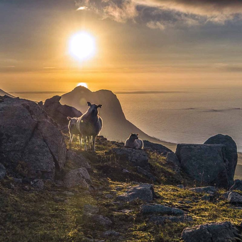 Midnight Sun in Lofoten - Visit Lofoten